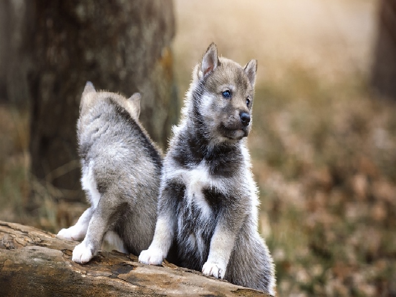试管失败怎么运动,泰国试管费用明细择去问d泰